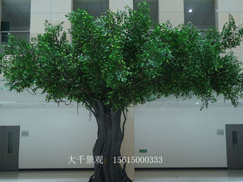 點(diǎn)擊查看詳細(xì)信息<br>標(biāo)題：室內(nèi)榕樹(shù) 閱讀次數(shù)：1538