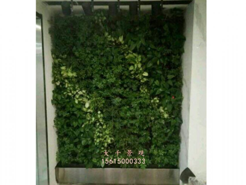 點擊查看詳細信息<br>標題：綠植墻 閱讀次數：2156