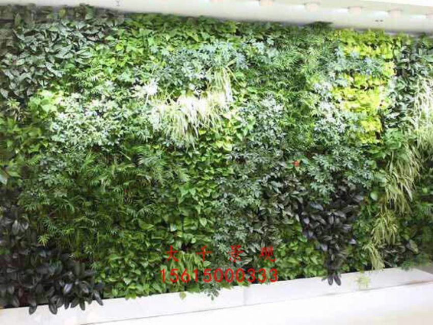 點擊查看詳細信息<br>標題：綠植墻 閱讀次數：2469